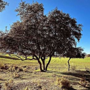 1708082152787_resultado_resultado