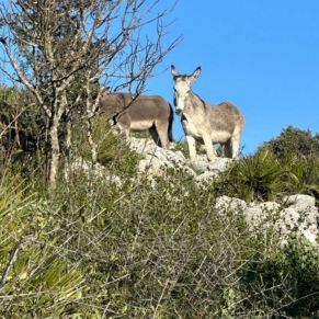 1708332084380_resultado_resultado