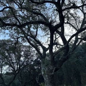 1708332133539_resultado_resultado