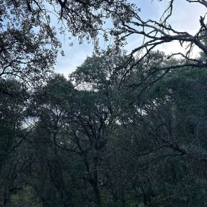 1708332133621_resultado_resultado