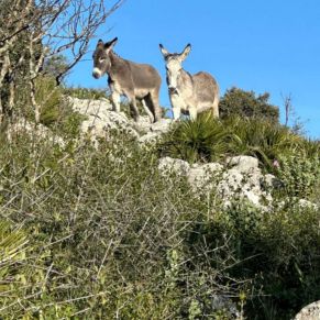 1708332133692_resultado_resultado